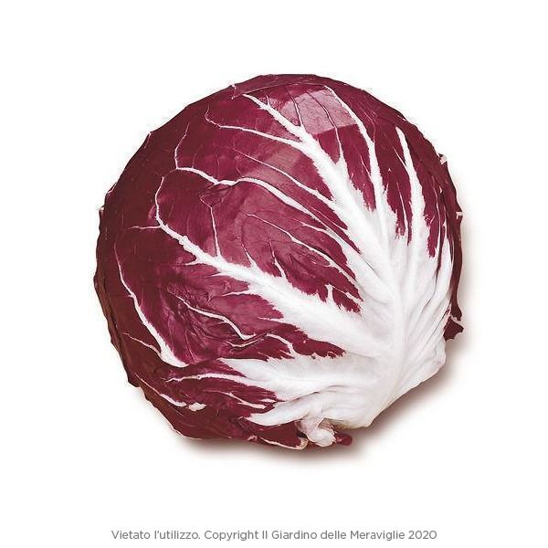 Radicchio Palla Rosso