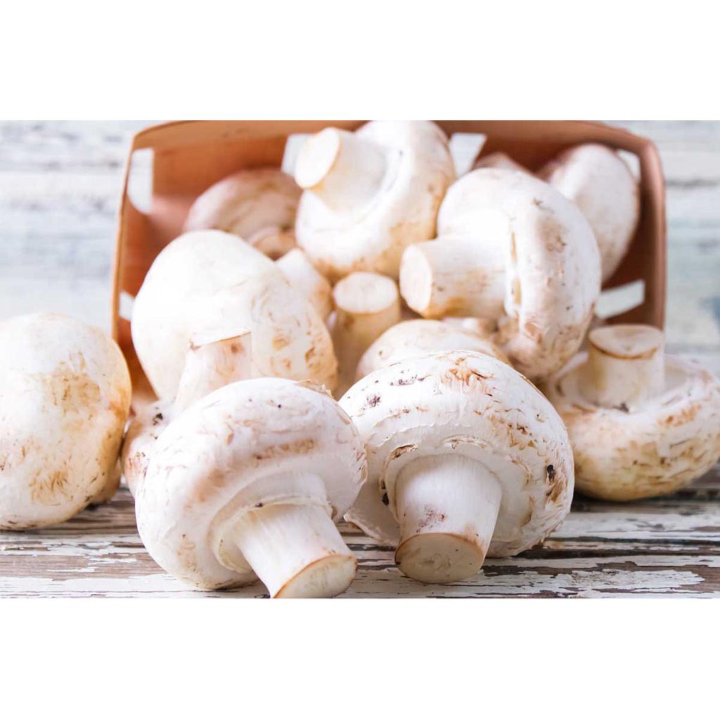 Funghi Champignon