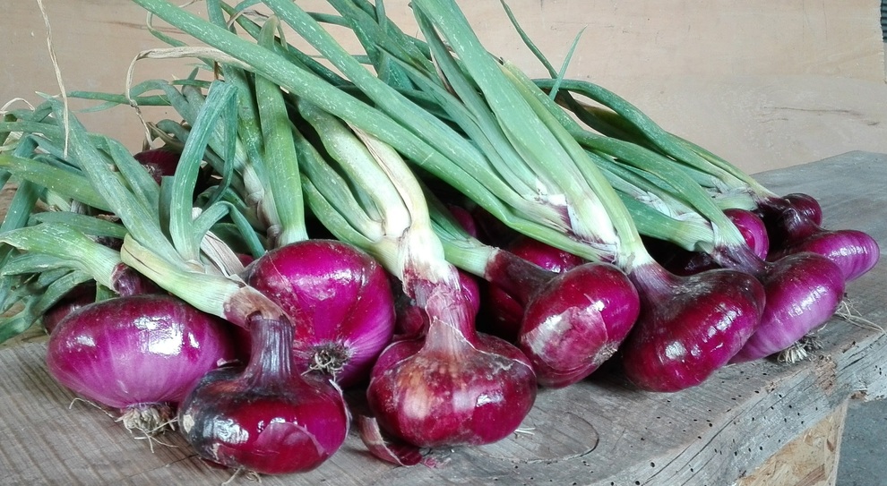 Cipolla Rossa