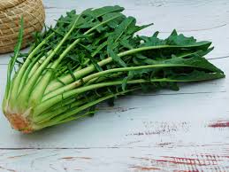 Puntarelle Cicoria